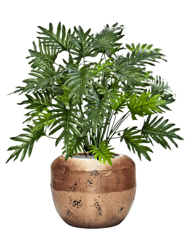 Philodendron